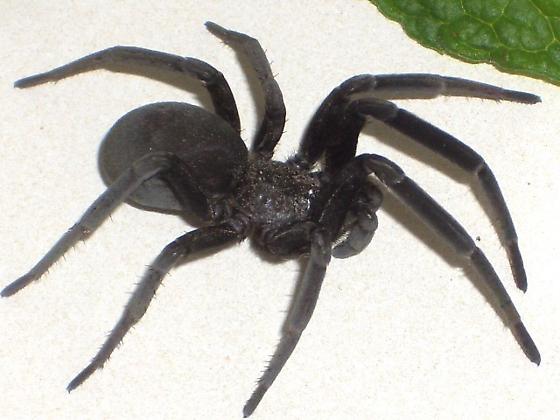 Giant spider/tarantulas